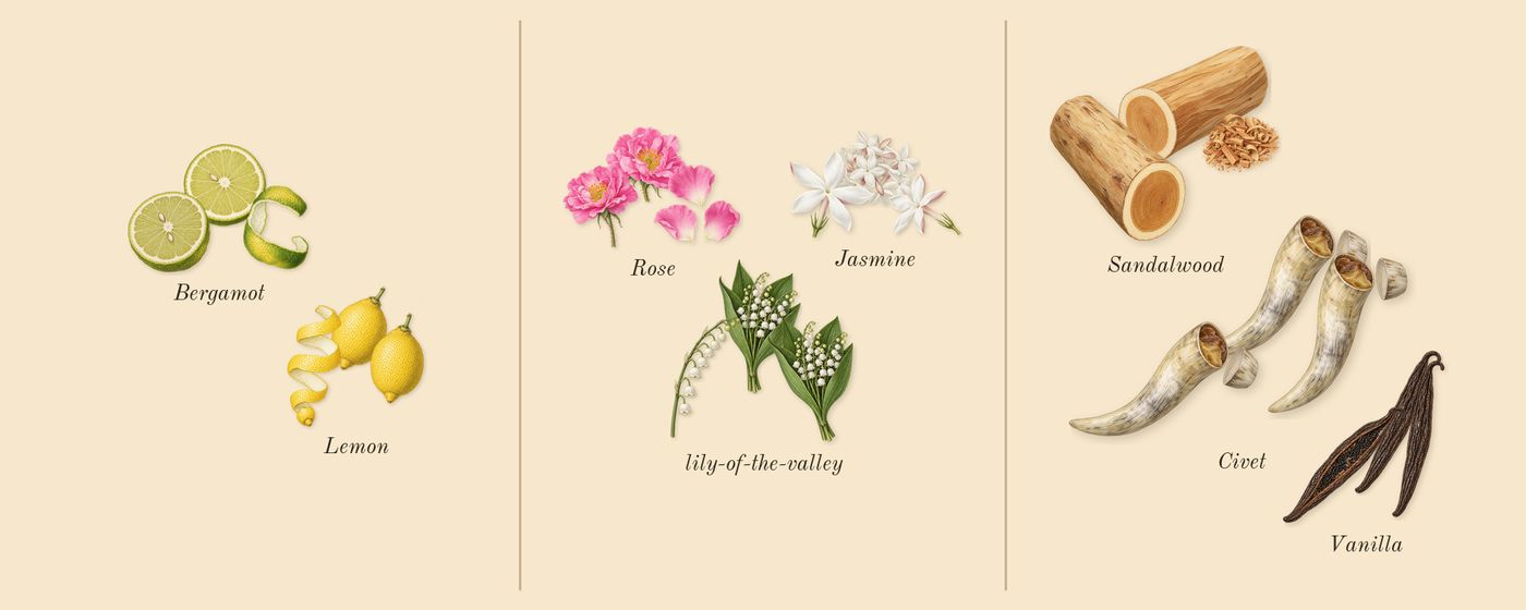 Ubar’s scent picture, a draft: bergamot, lemon, lily-of-the-valley, rose, jasmine, sandalwood drawn so far; dashed outlines where nothing is drawn yet