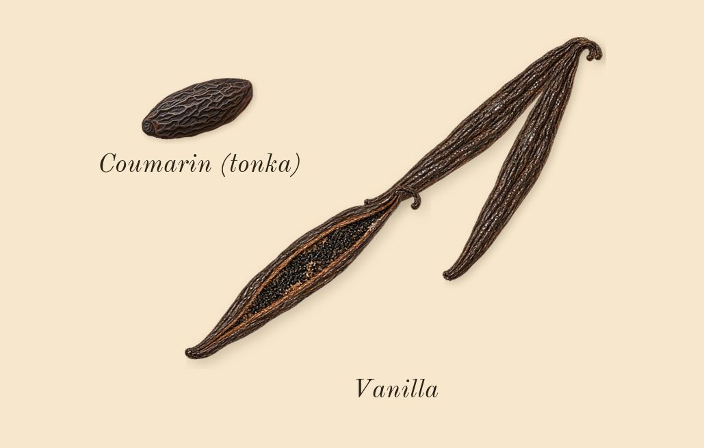 Born in Roma Donna Extradose, dry-down: Vanilla, Coumarin (tonka)