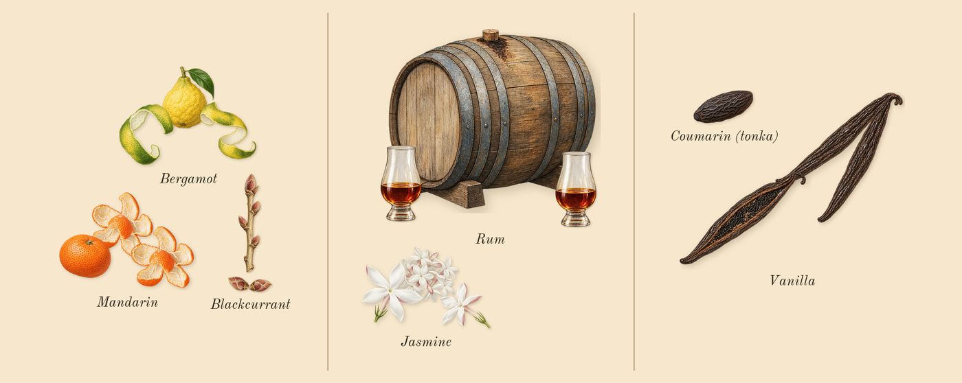 Born in Roma Donna Extradose’s scent picture, a draft: blackcurrant, bergamot, mandarin, rum, jasmine, vanilla drawn so far; dashed outlines where nothing is drawn yet