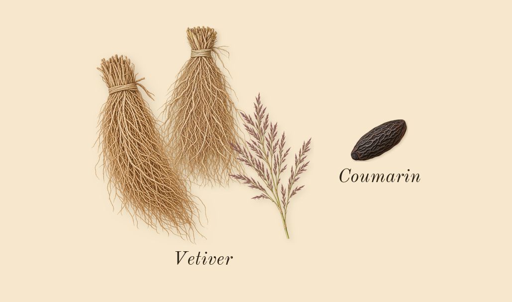 Born in Roma Uomo, dry-down: Vetiver, Coumarin