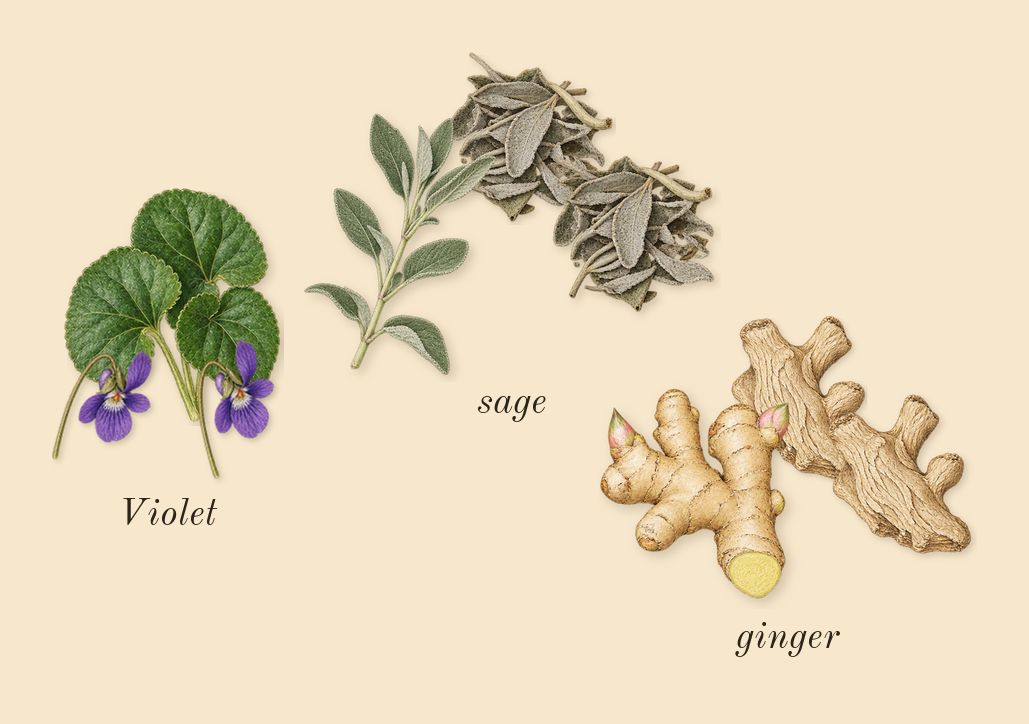 Born in Roma Uomo, top notes: Violet, sage, ginger