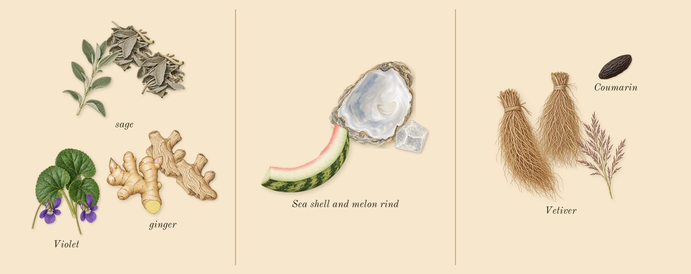 Born in Roma Uomo’s scent picture, a draft: violet, sage, vetiver, sea shell and melon rind, ginger, coumarin drawn so far; dashed outlines where nothing is drawn yet