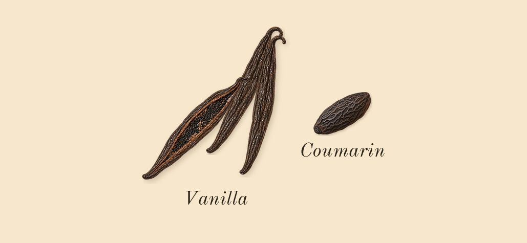 Donna Born in Roma, dry-down: Vanilla, Coumarin