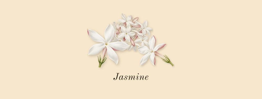 Donna Born in Roma, top notes: Jasmine