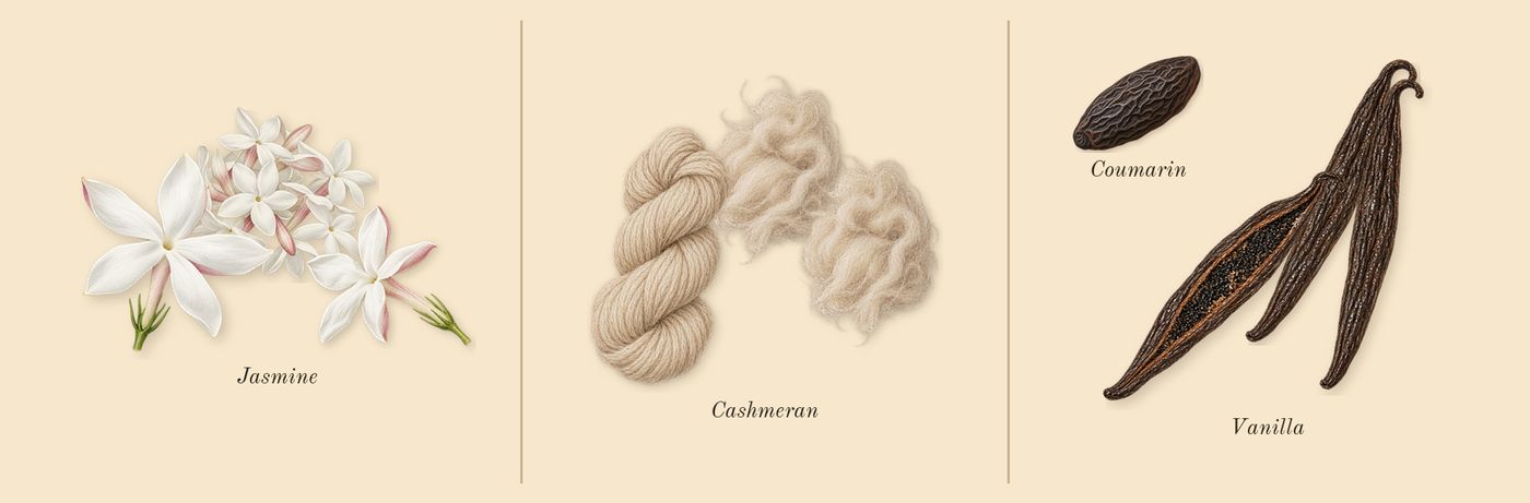Donna Born in Roma’s scent picture, a draft: jasmine, cashmeran, vanilla, coumarin drawn so far; dashed outlines where nothing is drawn yet