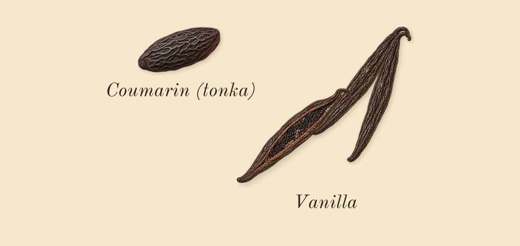Donna Born in Roma Green Stravaganza, dry-down: Vanilla, Coumarin (tonka)