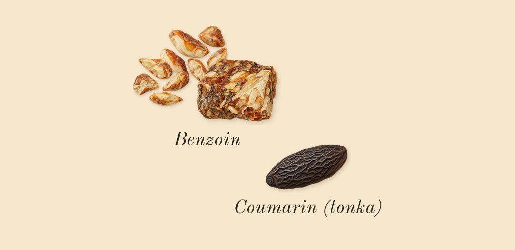 Donna Born in Roma Intense, dry-down: Benzoin, Coumarin (tonka)