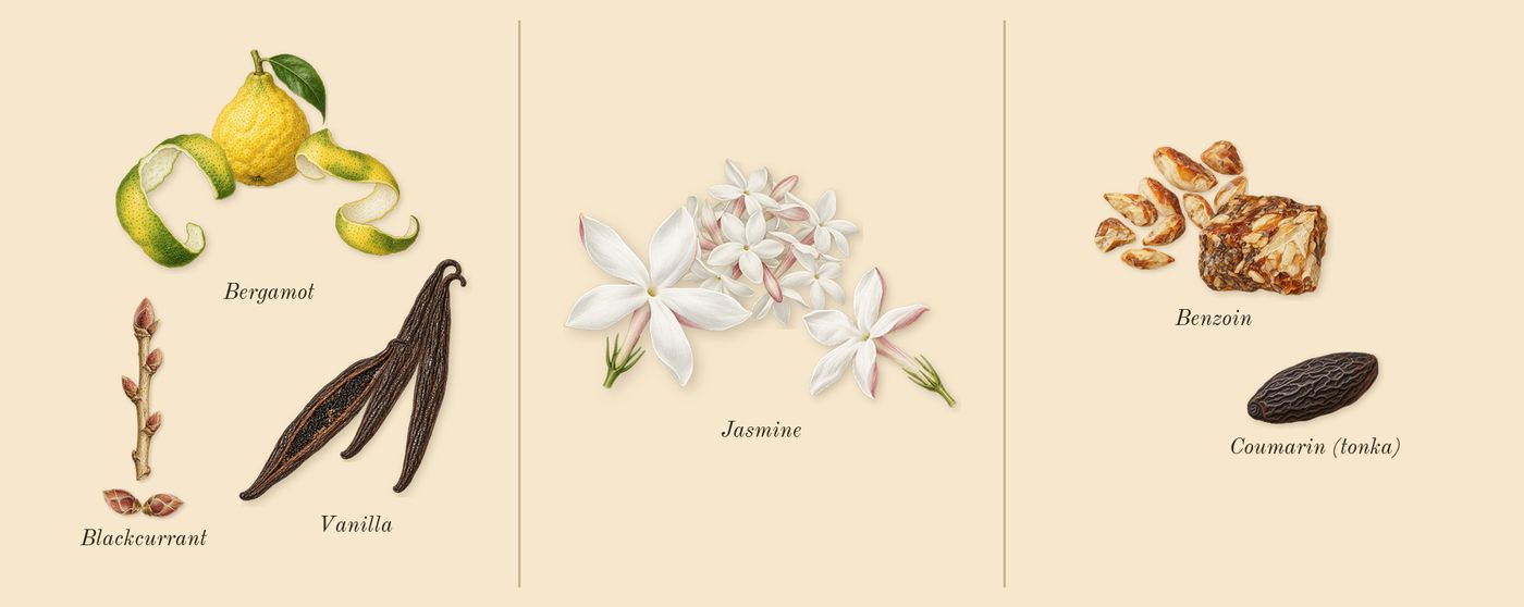 Donna Born in Roma Intense’s scent picture, a draft: vanilla, bergamot, blackcurrant, jasmine, benzoin, coumarin (tonka) drawn so far; dashed outlines where nothing is drawn yet
