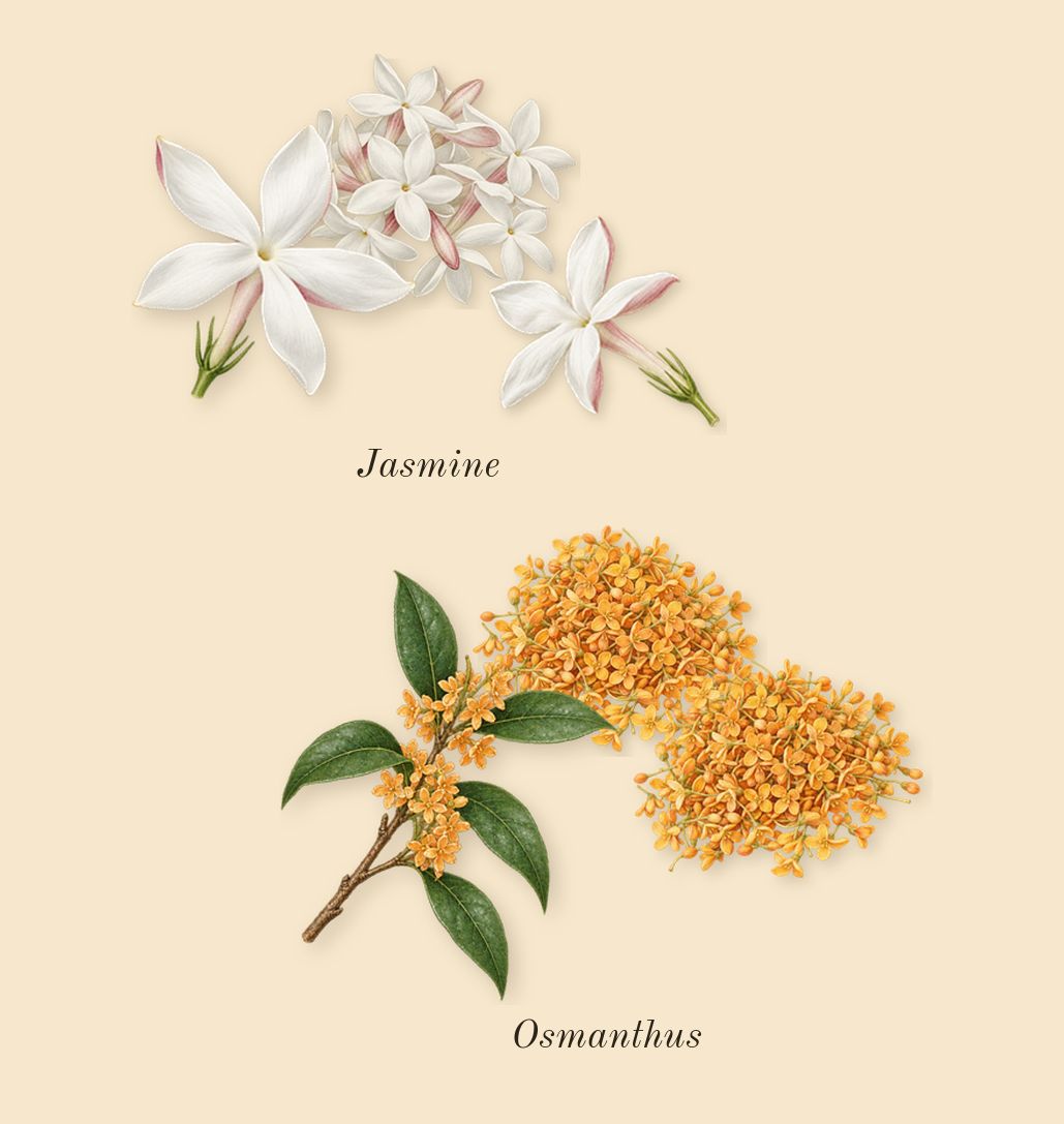 Donna Born in Roma Purple Melancholia, heart: Osmanthus, Jasmine