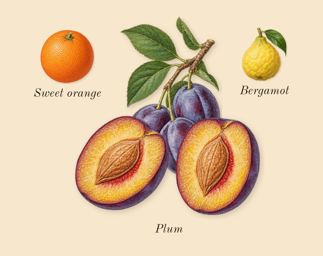 Donna Born in Roma Purple Melancholia, top notes: Plum, Bergamot, Sweet orange