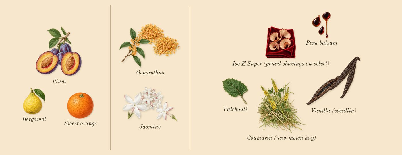 Donna Born in Roma Purple Melancholia’s scent picture, a draft: plum, osmanthus, vanilla (vanillin), jasmine, patchouli, bergamot drawn so far; dashed outlines where nothing is drawn yet