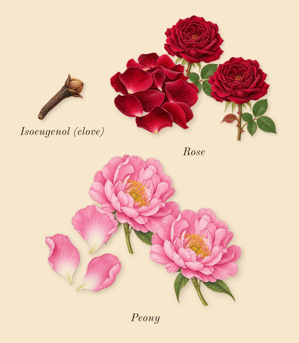 Donna Born in Roma Yellow Dream, heart: Rose, Peony, Isoeugenol (clove)