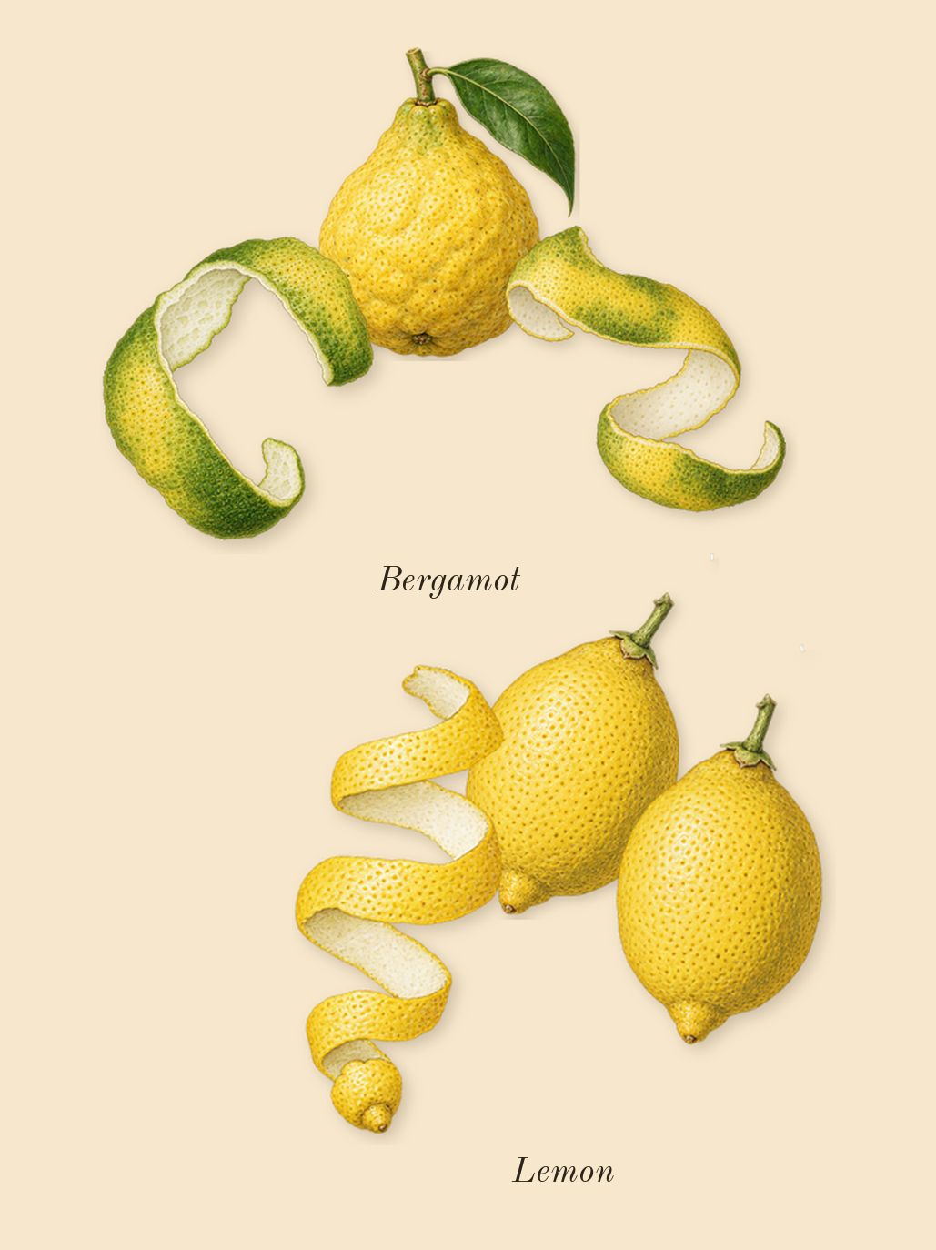 Donna Born in Roma Yellow Dream, top notes: Bergamot, Lemon