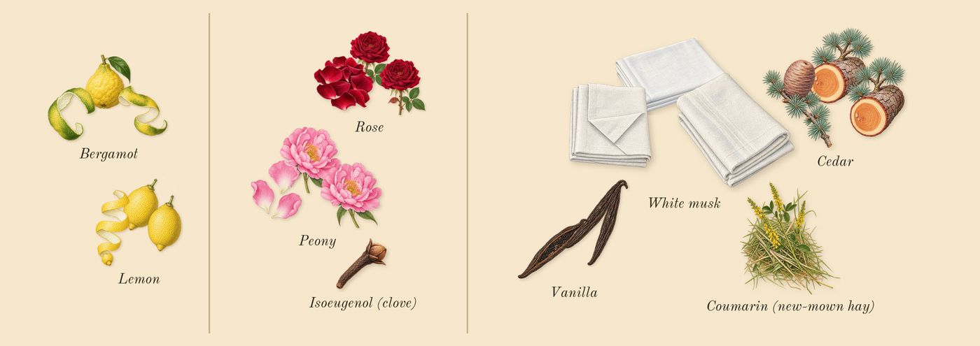 Donna Born in Roma Yellow Dream’s scent picture, a draft: bergamot, lemon, rose, peony, white musk, vanilla drawn so far; dashed outlines where nothing is drawn yet