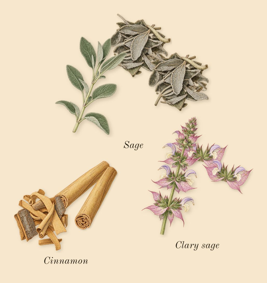Uomo Born in Roma Coral Fantasy, heart: Sage, Cinnamon, Clary sage