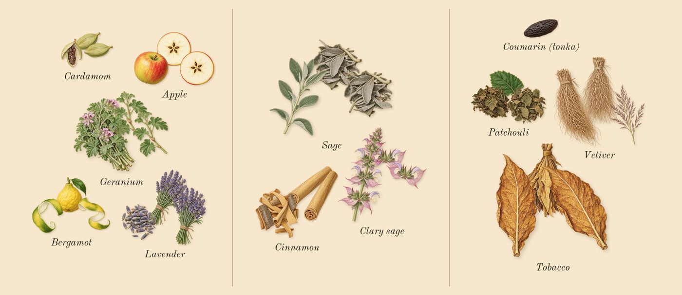 Uomo Born in Roma Coral Fantasy’s scent picture, a draft: apple, sage, tobacco, cinnamon, bergamot, cardamom drawn so far; dashed outlines where nothing is drawn yet