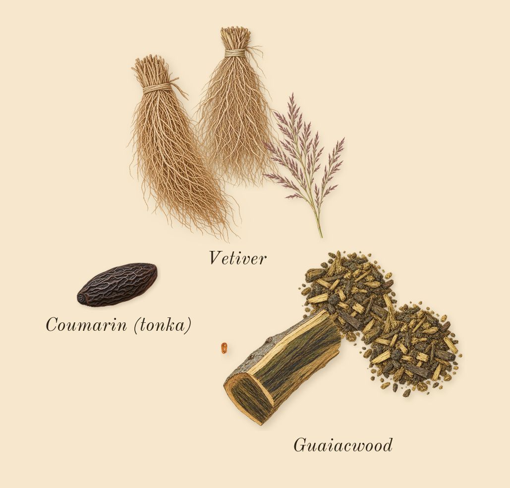 Born in Roma Uomo Extradose, dry-down: Vetiver, Guaiacwood, Coumarin (tonka)