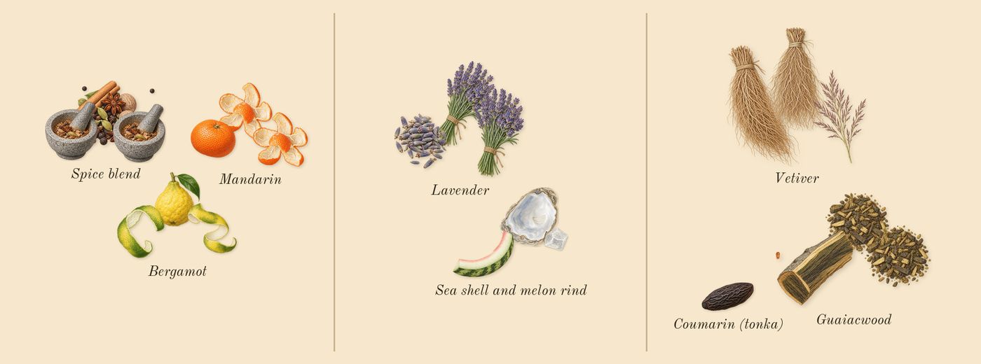 Born in Roma Uomo Extradose’s scent picture, a draft: spice blend, bergamot, mandarin, lavender, sea shell and melon rind, vetiver drawn so far; dashed outlines where nothing is drawn yet