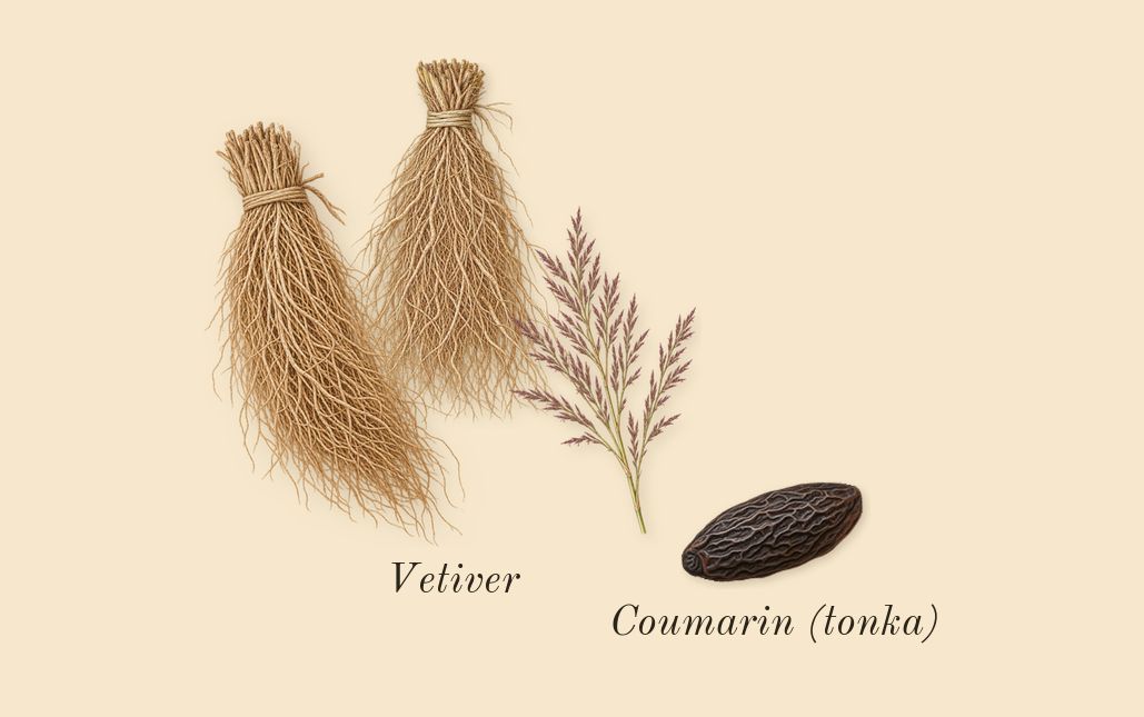 Uomo Born in Roma Green Stravaganza, dry-down: Vetiver, Coumarin (tonka)