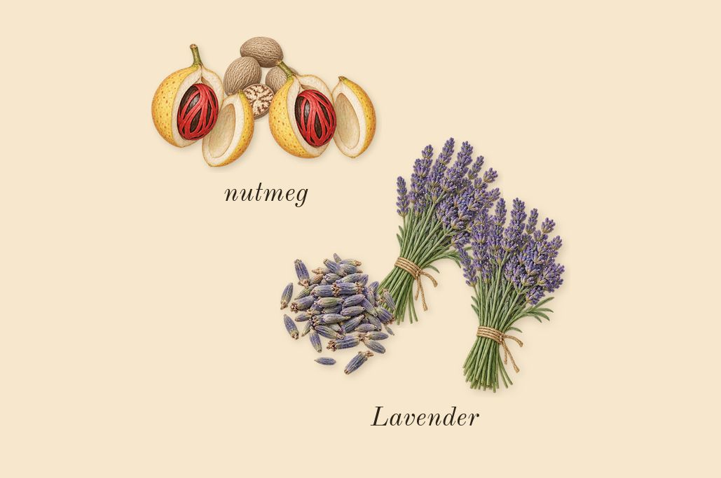 Uomo Born in Roma Intense, heart: nutmeg, Lavender