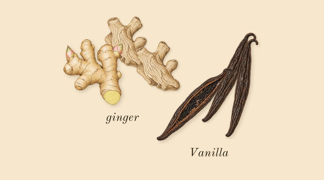 Uomo Born in Roma Intense, top notes: Vanilla, ginger