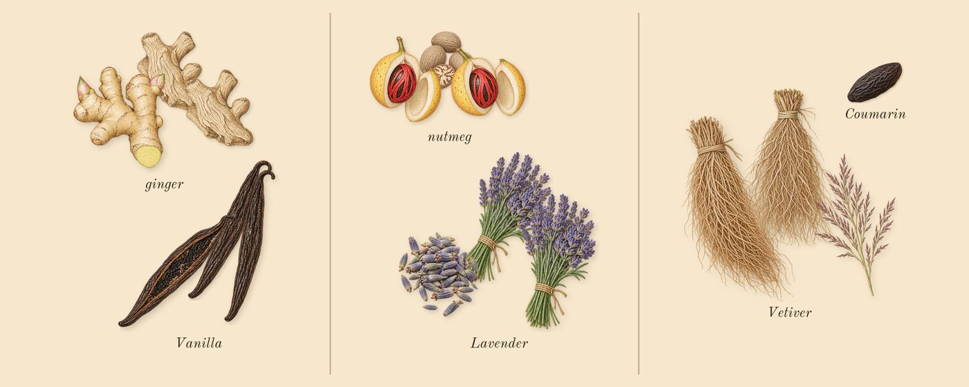 Uomo Born in Roma Intense’s scent picture, a draft: vanilla, ginger, nutmeg, lavender, vetiver, coumarin drawn so far; dashed outlines where nothing is drawn yet
