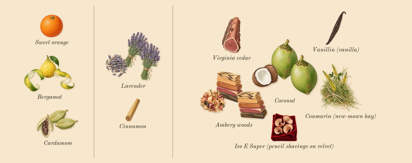 Uomo Born in Roma Purple Melancholia’s scent picture, a draft: cardamom, lavender, ambery woods, coconut, bergamot, virginia cedar drawn so far; dashed outlines where nothing is drawn yet