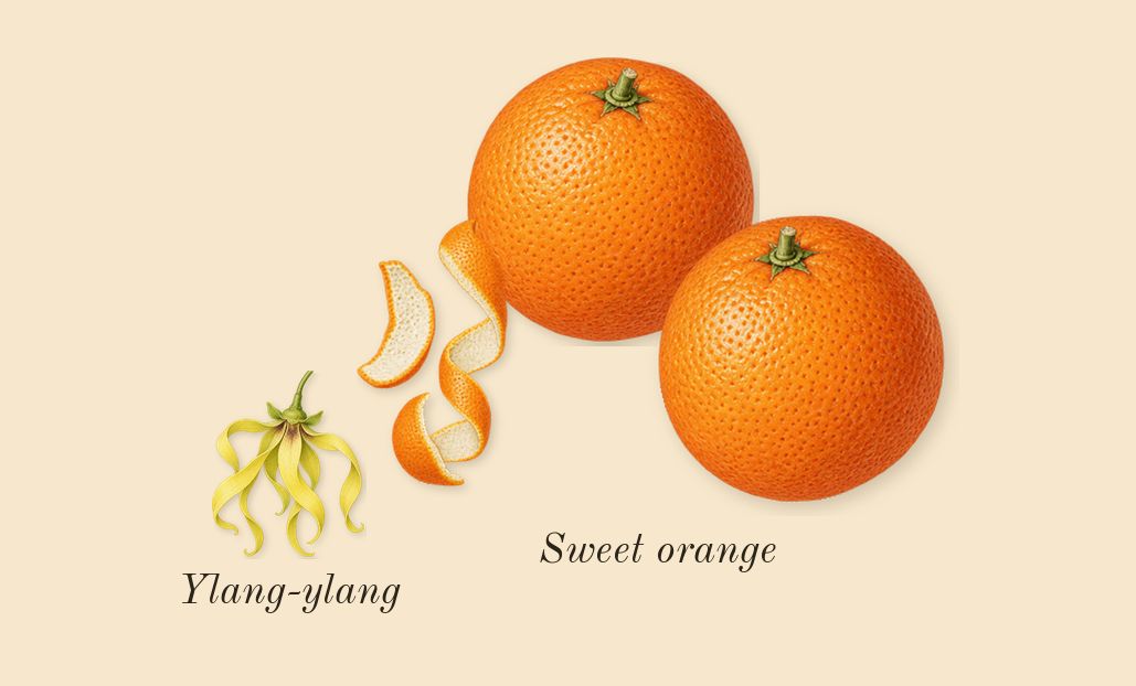 Vendetta Donna, heart: Sweet orange, Ylang-ylang