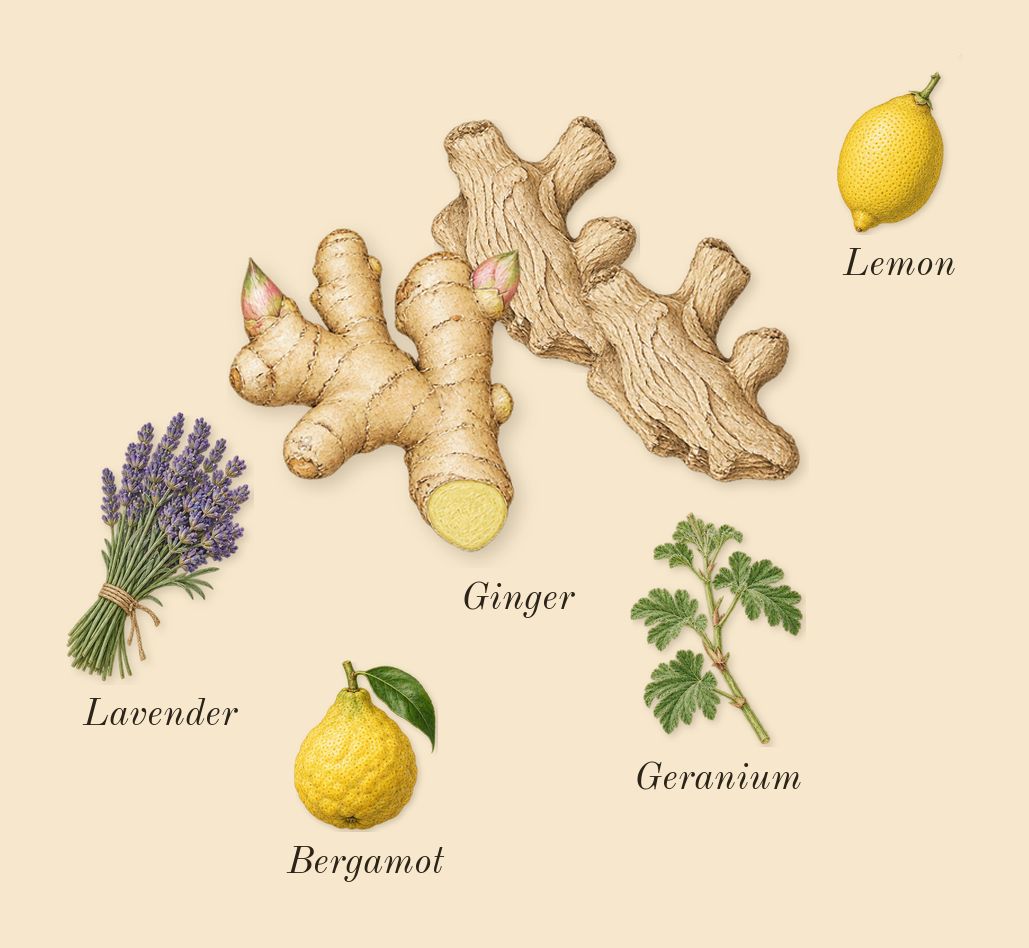 Vendetta Uomo, top notes: Ginger, Bergamot, Lemon, Lavender, Geranium
