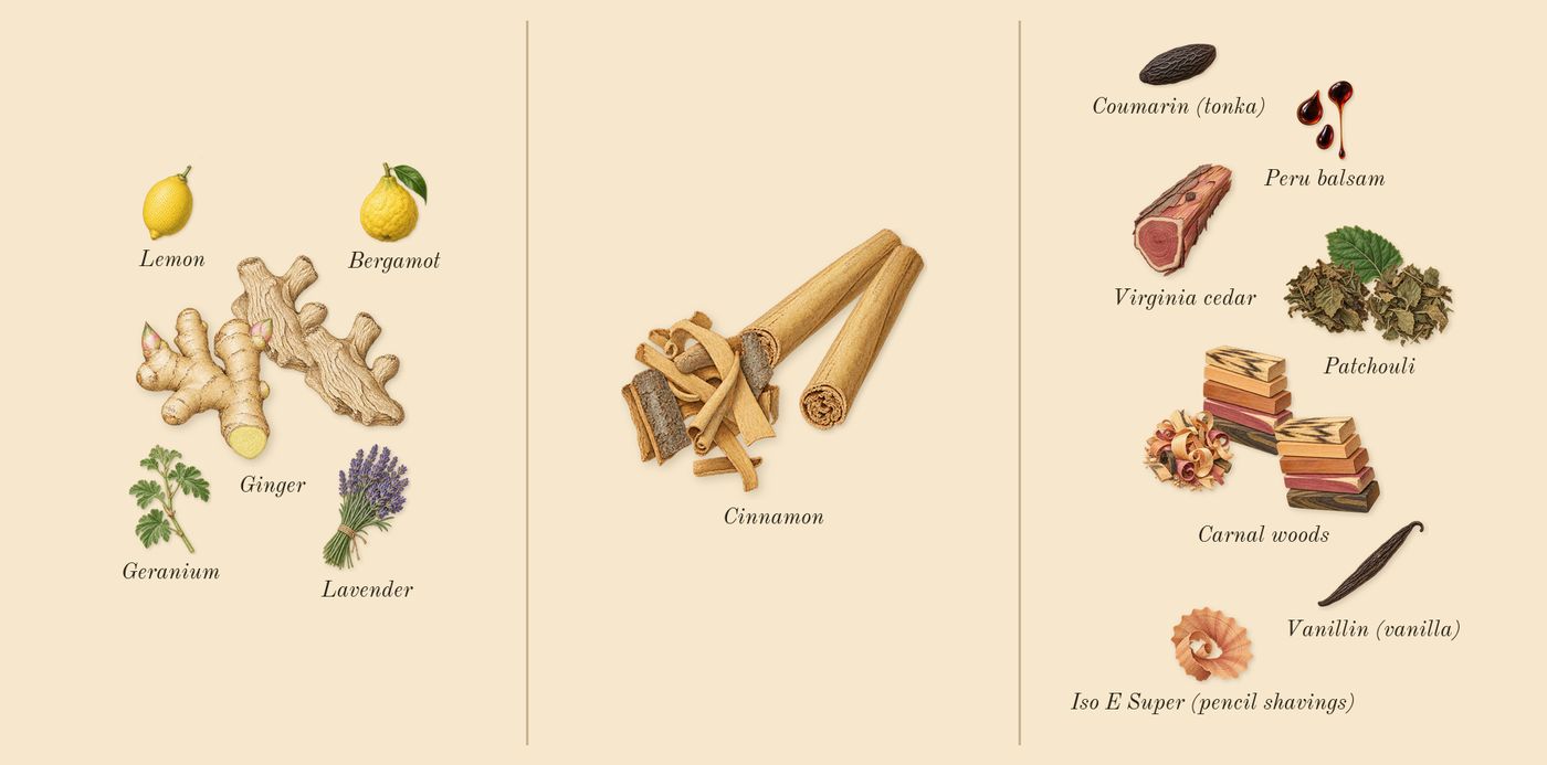 Vendetta Uomo’s scent picture, a draft: ginger, cinnamon, patchouli, carnal woods, bergamot, lemon drawn so far; dashed outlines where nothing is drawn yet