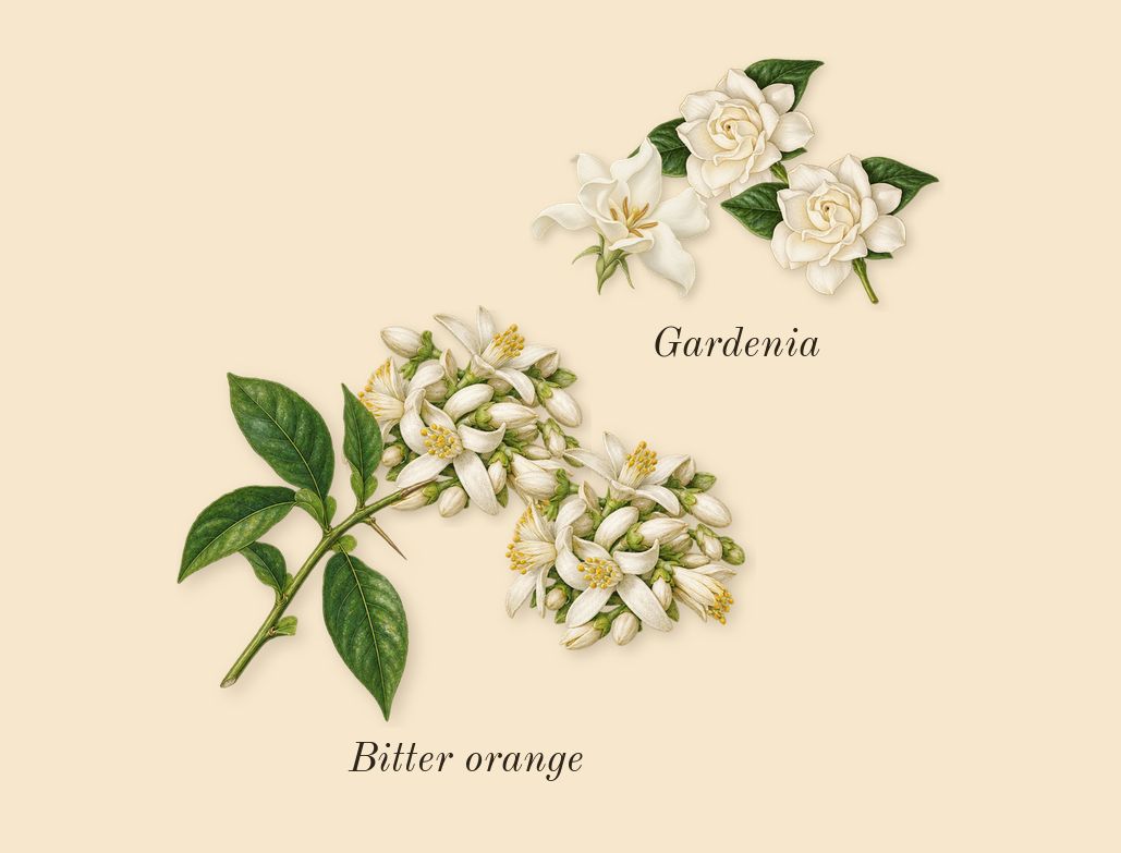 Voce Viva, heart: Bitter orange, Gardenia