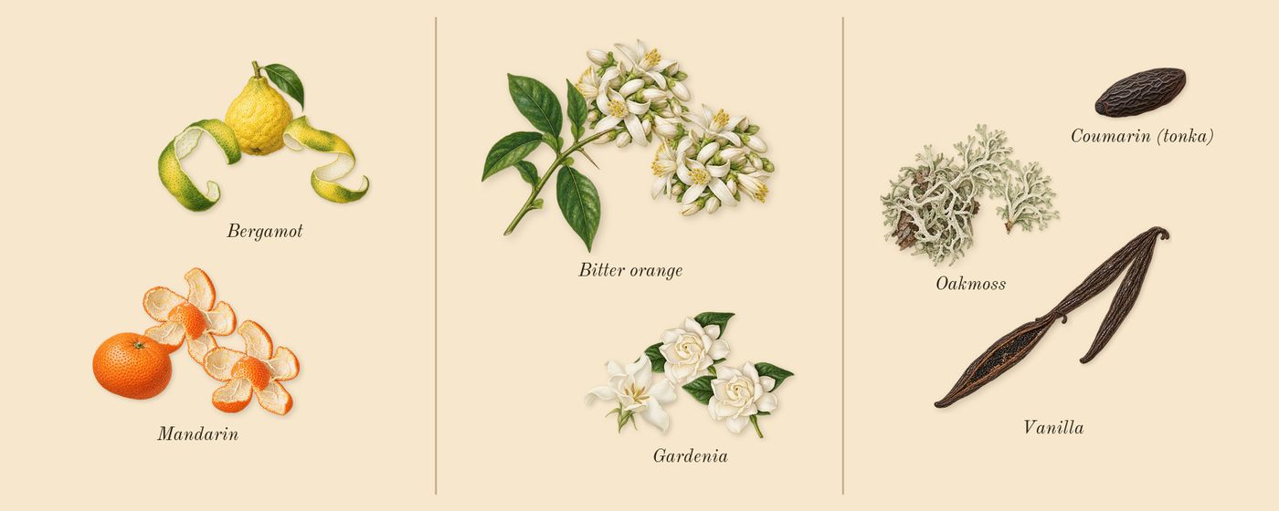 Voce Viva’s scent picture, a draft: bergamot, bitter orange, oakmoss, vanilla, mandarin, gardenia drawn so far; dashed outlines where nothing is drawn yet