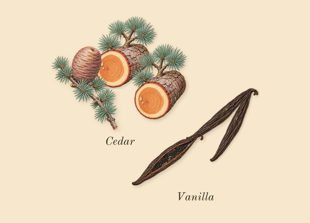 Bois Doré, heart: Cedar, Vanilla