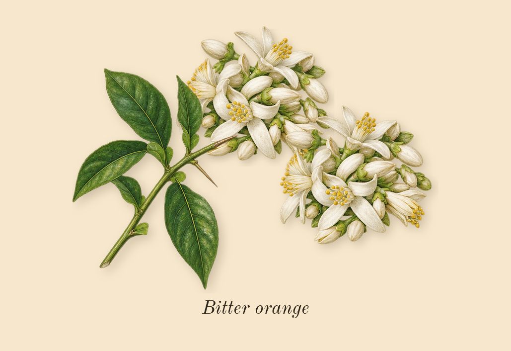 Néroli Amara, dry-down: Bitter orange