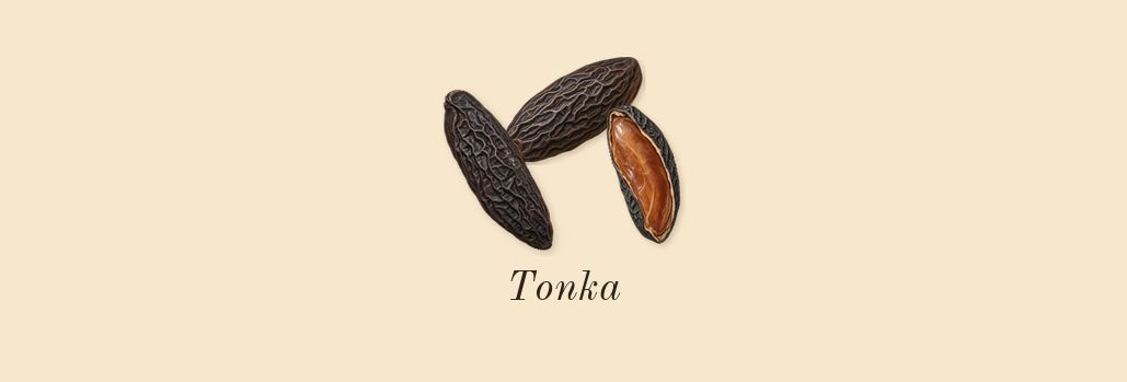 Vanilla Barka, heart: Tonka