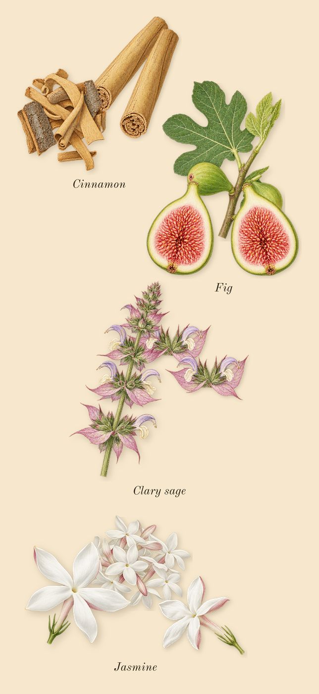 Délices des Bois, heart: Fig, Jasmine, Clary sage, Cinnamon