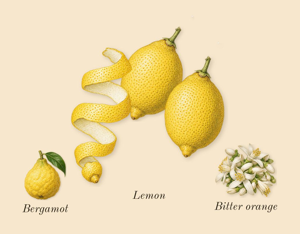 Délices des Bois, top notes: Lemon, Bergamot, Bitter orange