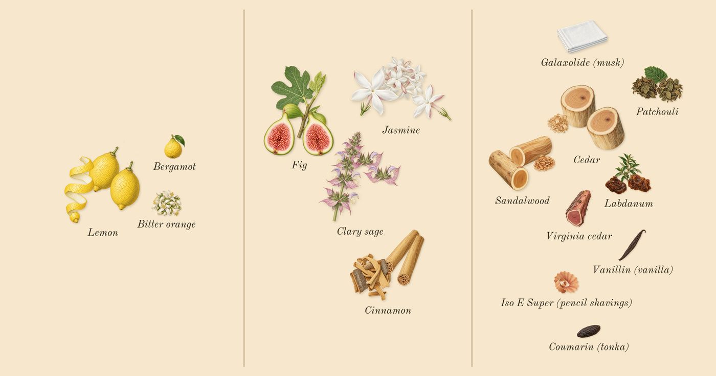 Délices des Bois’s scent picture, a draft: lemon, fig, jasmine, sandalwood, patchouli, cedar drawn so far; dashed outlines where nothing is drawn yet