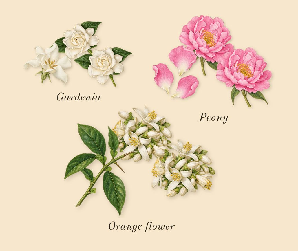 Crystal Noir, heart: Gardenia, Peony, Orange flower