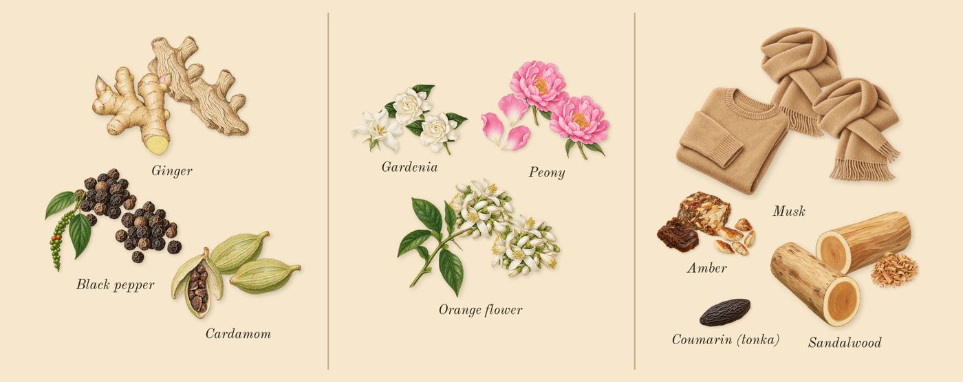 Crystal Noir’s scent picture, a draft: cardamom, black pepper, ginger, gardenia, peony, orange flower drawn so far; dashed outlines where nothing is drawn yet