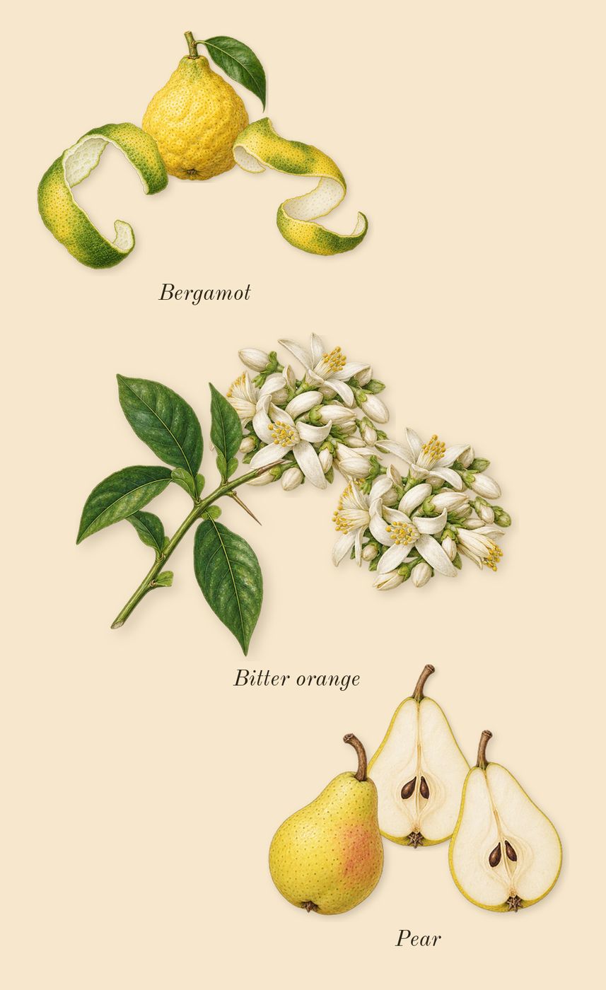 Dylan Purple, top notes: Bitter orange, Pear, Bergamot