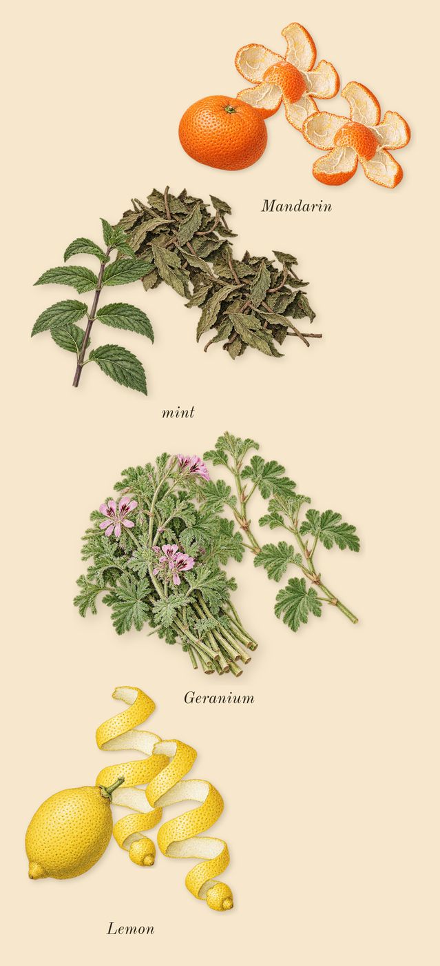 Eros, top notes: mint, Lemon, Geranium, Mandarin