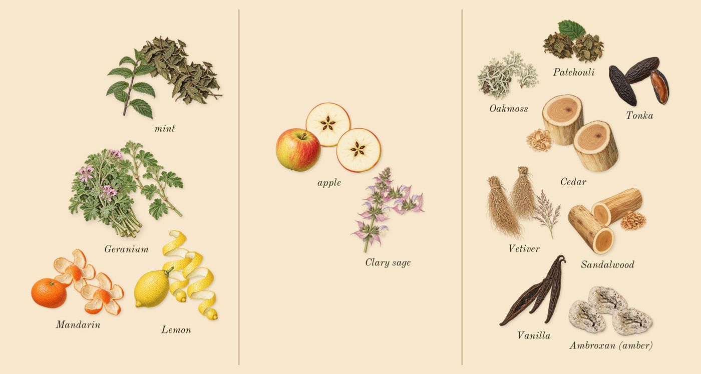 Eros’s scent picture, a draft: mint, lemon, apple, tonka, ambroxan (amber), geranium drawn so far; dashed outlines where nothing is drawn yet