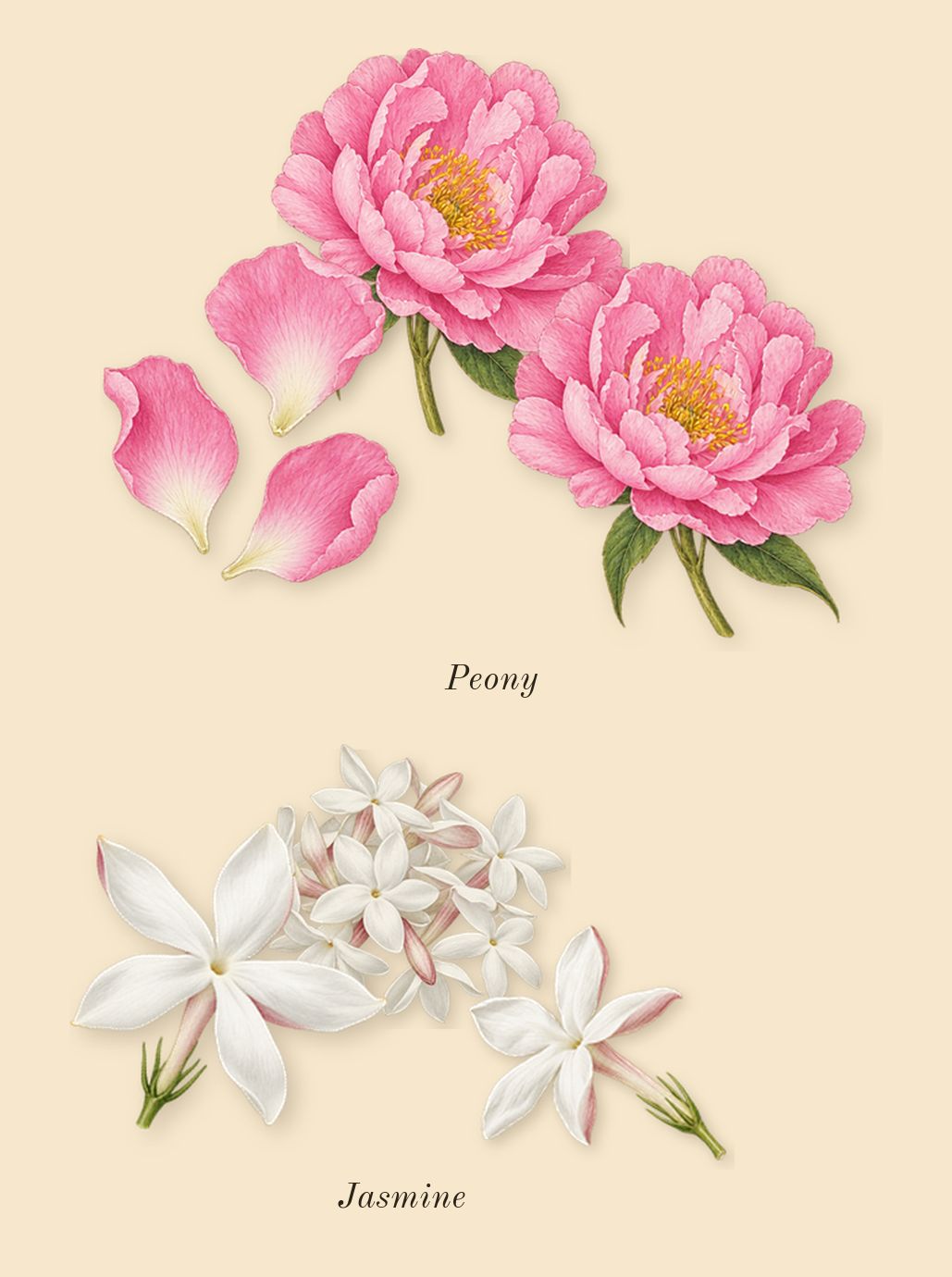 Eros Pour Femme, heart: Jasmine, Peony