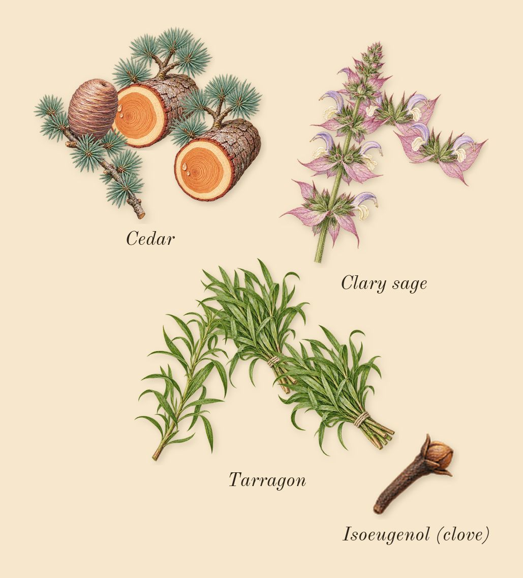 Man Eau Fraîche, heart: Tarragon, Cedar, Clary sage, Isoeugenol (clove)