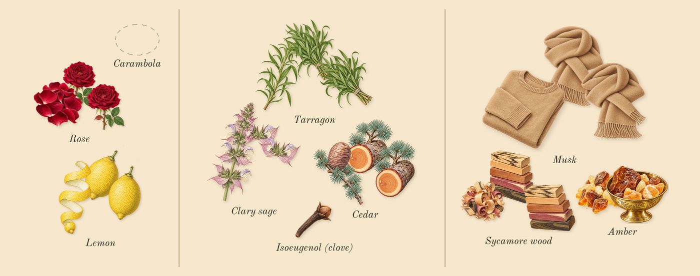 Man Eau Fraîche’s scent picture, a draft: lemon, rose, tarragon, cedar, clary sage, musk drawn so far; dashed outlines where nothing is drawn yet