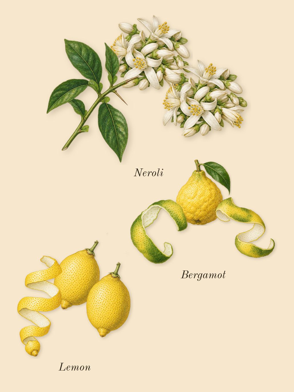 Pour Homme, top notes: Bergamot, Neroli, Lemon