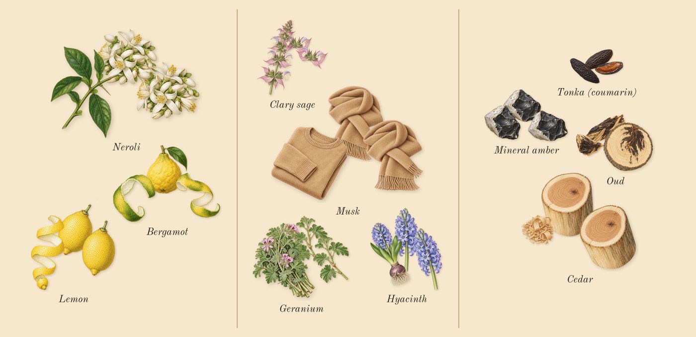 Pour Homme’s scent picture, a draft: bergamot, neroli, lemon, geranium, clary sage, hyacinth drawn so far; dashed outlines where nothing is drawn yet