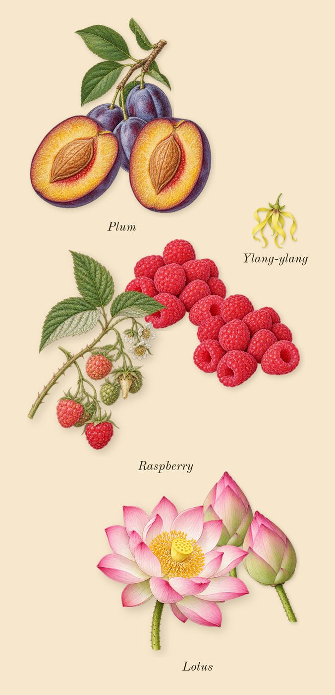 Woman, heart: Lotus, Plum, Raspberry, Ylang-ylang