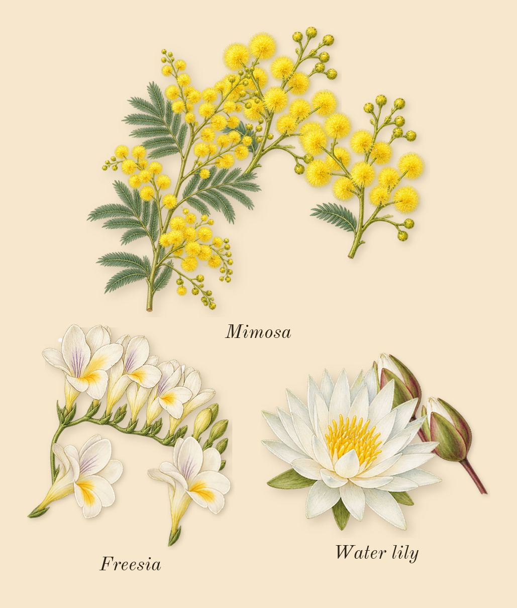 Yellow Diamond, heart: Water lily, Freesia, Mimosa